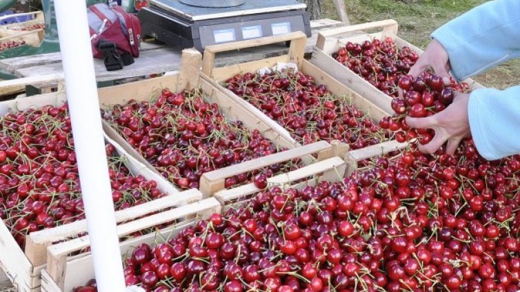 Черешите гонят 26 лв., обявяват ги за наши, те &ndash; гръцки