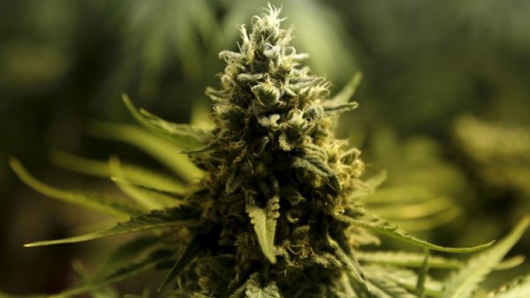 Маслото от марихуана подхлъзна депутатите и те: Не!