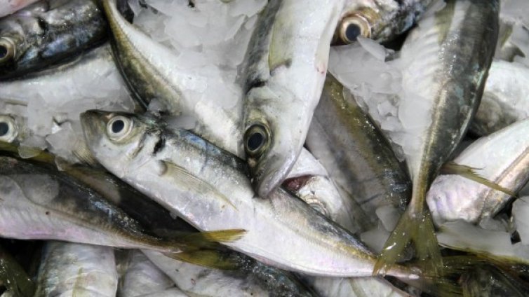 Сафрид в Черно море още няма, студено му е