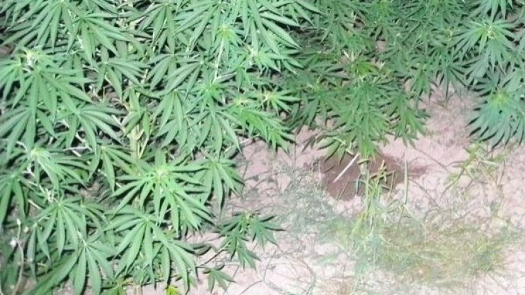 В Парагвай конфискуваха 42,5 т марихуана 