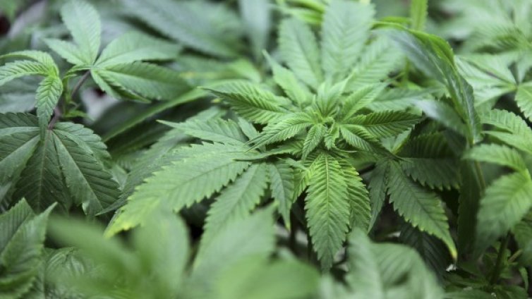 Две градинки с опиев мак откриха пред блокове в Кърджали