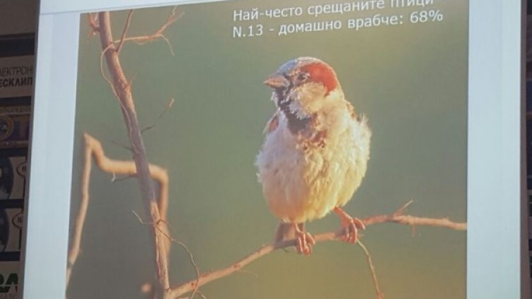 Домашното врабче може да изчезне до 20-30 години
