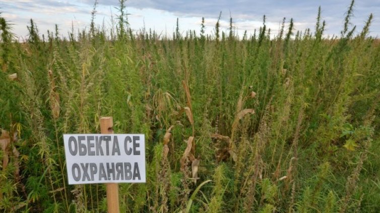 Откриха тон и 300 кг канабис в нива край Петрич
