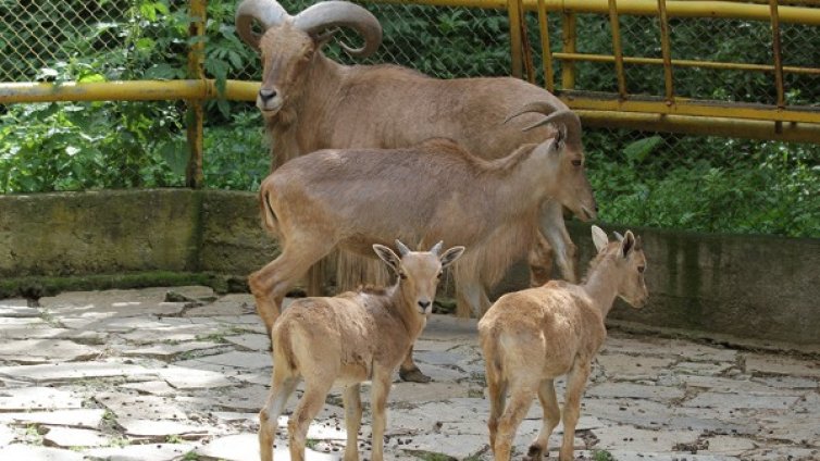 Козирог, лама и елен &ndash; бебетата на зоопарка в Стара Загора