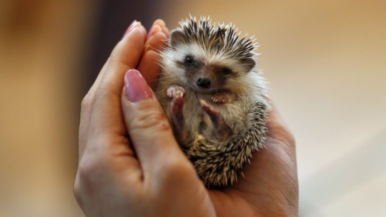 Еколози спасиха бедстващ таралеж в Смолян