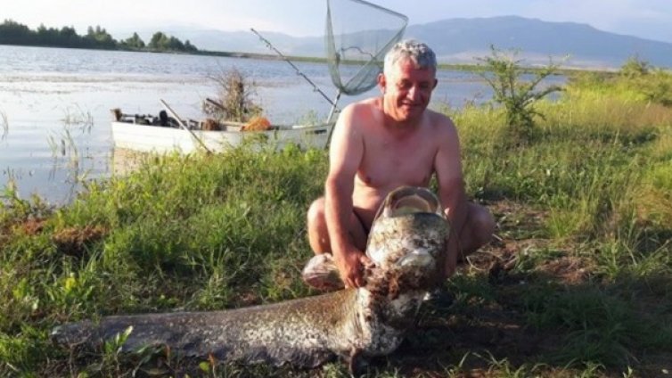 Слука! Хванаха 60-килограмов сом в язовир Берсин