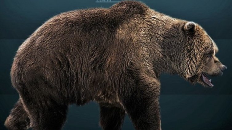 Намериха останки от пещерна мечка в Странджа