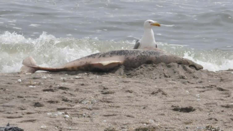 Делфини измират, властите нехаят! Защо?