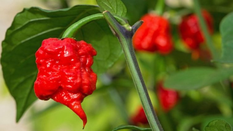 Да си купуваш люти чушки... с ръкавици