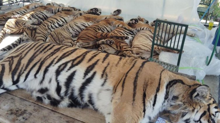 Разследват смъртта на 72 тигъра в увеселителен парк в Тайланд