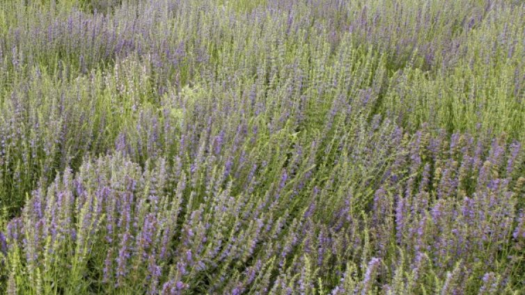 Лидер сме в Европа по производство и износ на билки