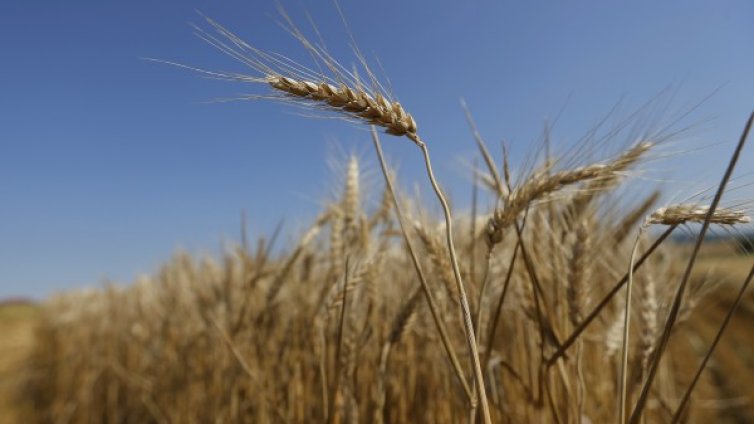 Задигнаха 4 тона пшеница от складове край Балчик