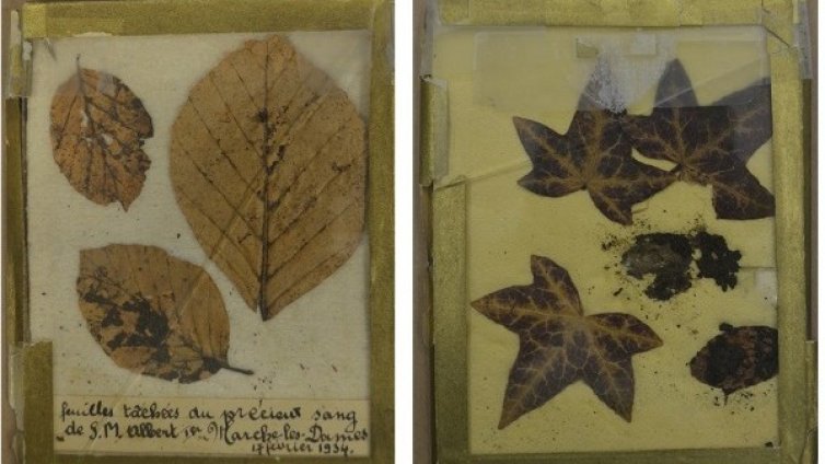 Царя в разследване на кралска смърт