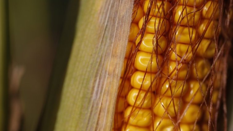 12 бона на сезон и продаваш "топъл, сладък кукуруз"