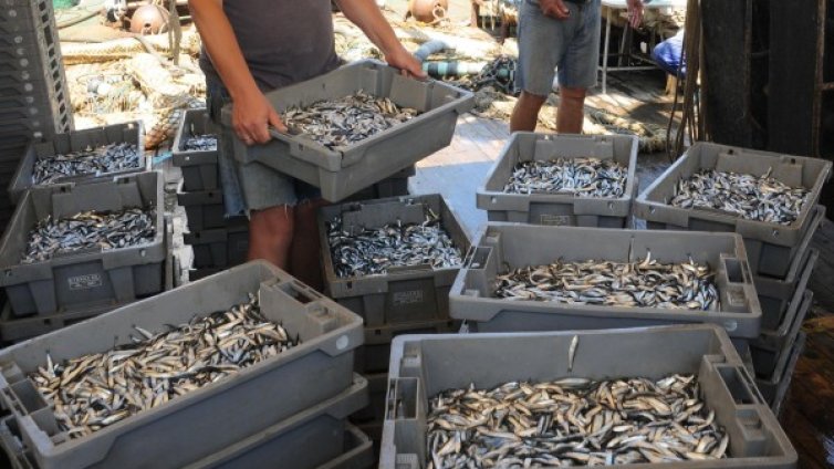 Търсим цаца, сафрид, чернокоп в кръчмите. Но има ли?