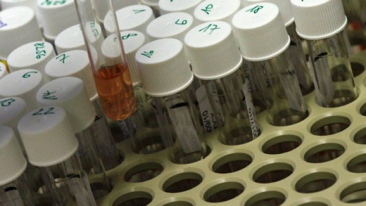 В САЩ: Ембриони, които смесват човешки и животински  клетки