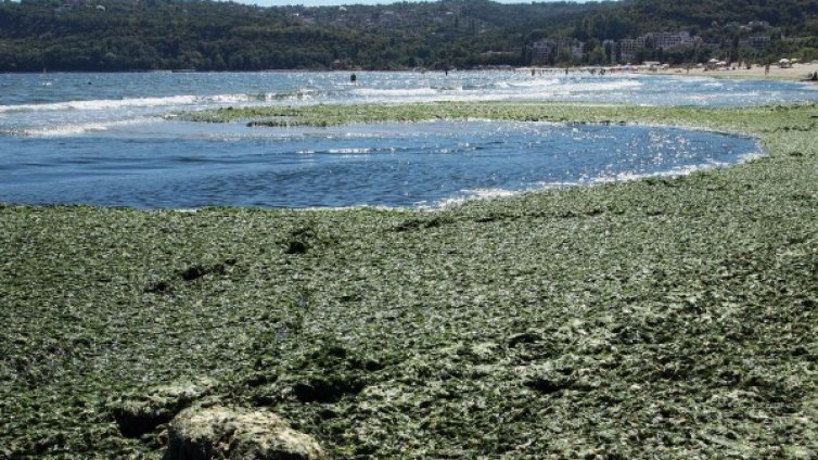 Гъста мрежа от водорасли спъва туристите в Бургас