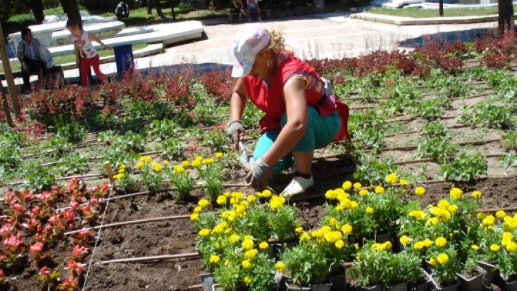 Храсти и фиданки за 1,3 млн. ще забодат из София