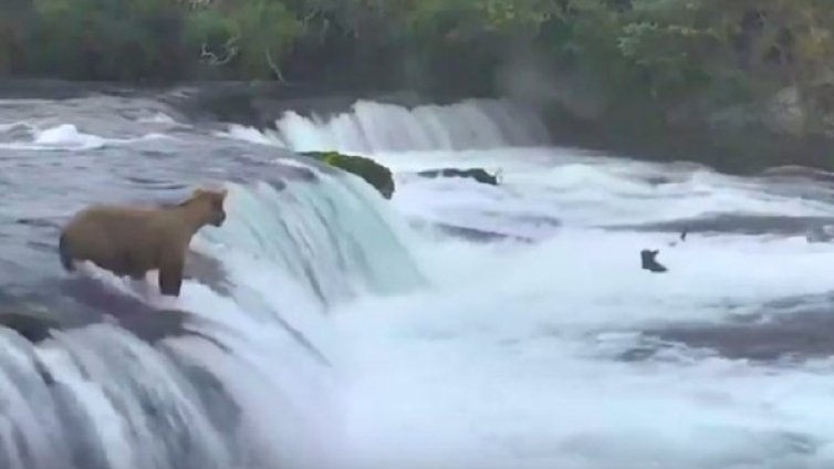 "Майка на годината": Мечка спаси малките си от удавяне