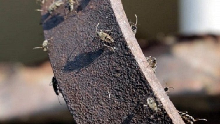 Непознати буболечки мутанти налазиха шуменско село