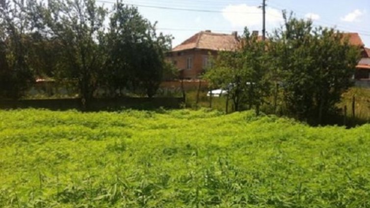 Из Facebook: Конопът цъфти! Ще берем ли заедно?