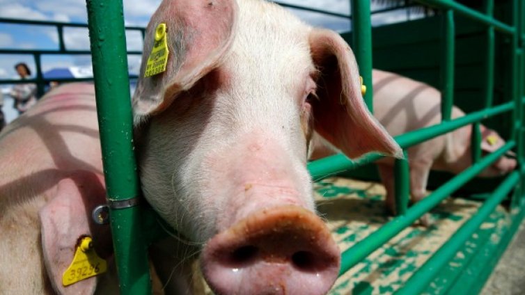 Идея в Унгария: Свински глави по границата срещу бежанците