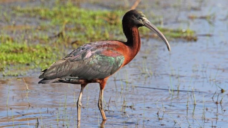 Спасиха "блестящ ибис" с рана на крака