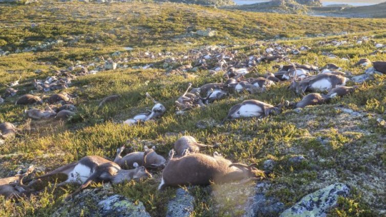 Мощна буря уби 323 елена в Норвегия