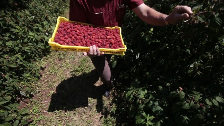 Ребус: Как да се заменят бедните българи с мързеливите англичани