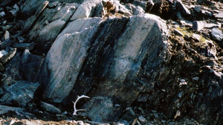 Фосили на 3,7 млрд. години откриха в Гренландия