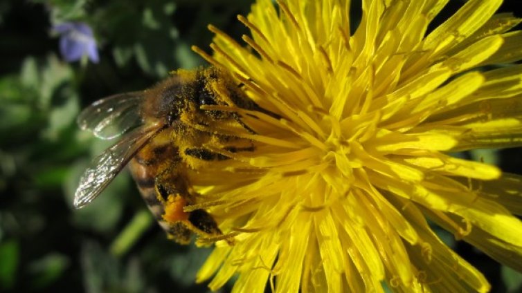 2 от 27: Установиха фалшив мед на пазара