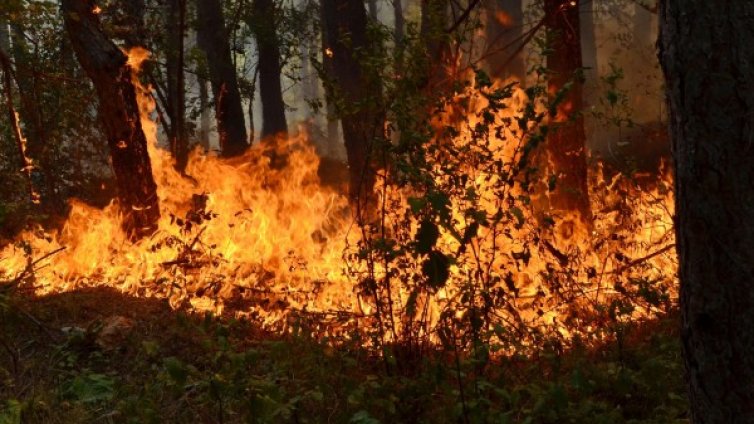 Лятото не свършва: Опасност от пожари в 15 области на страната