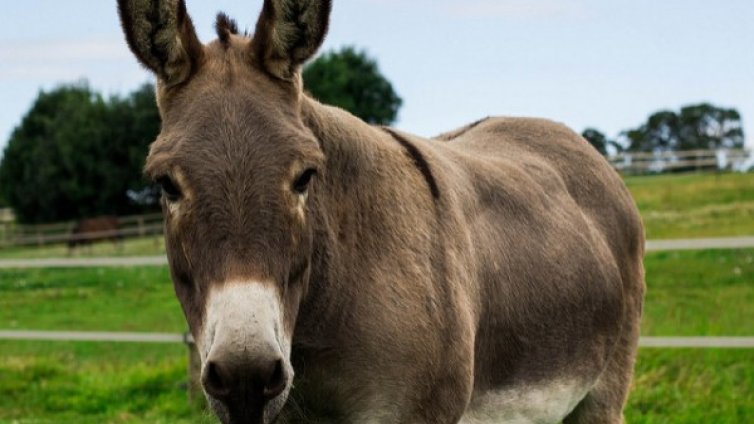 Закон и ред в Шумен: Арест за магаре нарушител от Добрич