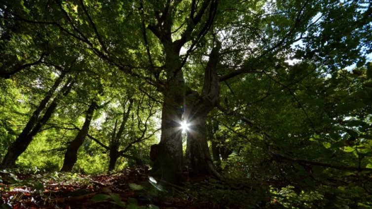 Държавата може да изкупува общински гори от 2017 г.