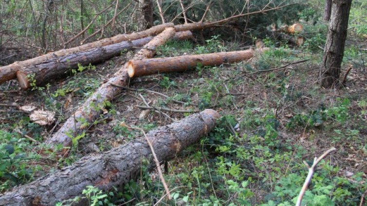 Нарушители нападнаха горски инспектори  край Карлово
