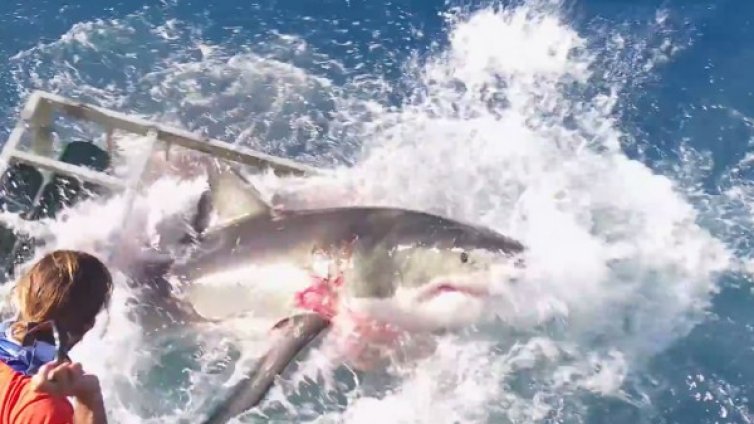 Близка среща: Акула нахлу в клетка с водолаз