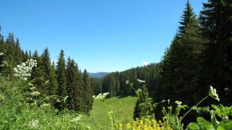 Отрова мори животни и птици в Източни Родопи