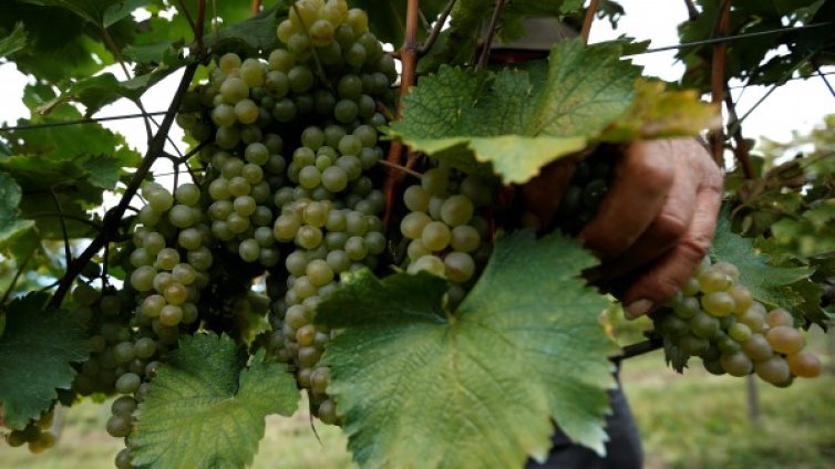 Румънски архиепископ прибрал ?300 млн. за лозя, няма ги!