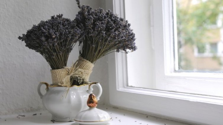 5 растения, които подобряват съня