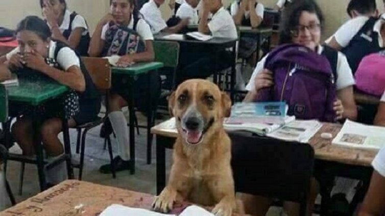 Необичаен ученик: Учителка доведе куче в час