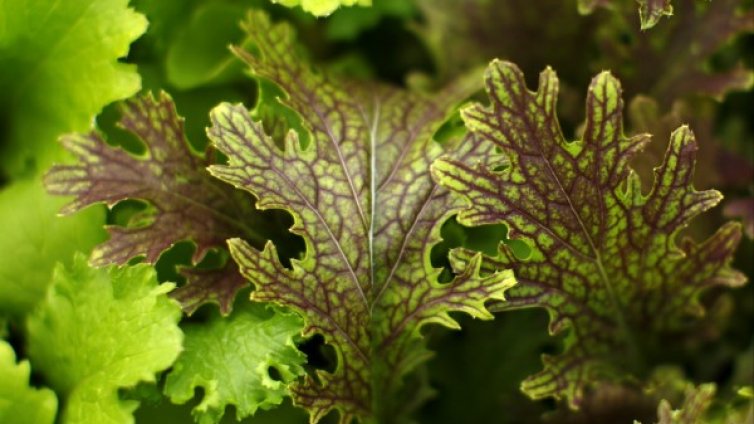 Астронавт си отглежда марули на МКС