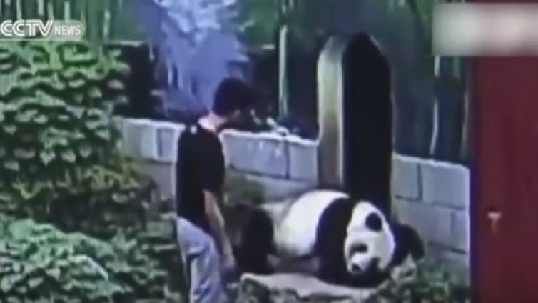 Ентусиаст! Китаец се сбори със 120-килограмова панда