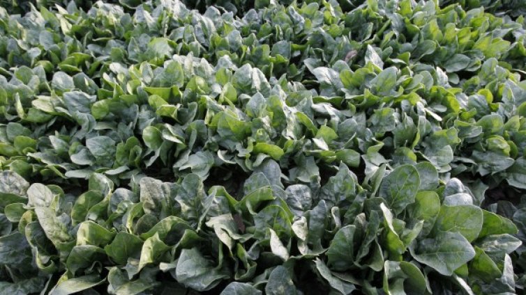 Смарт-спанак праща мейли, ако в почвата има... експлозиви