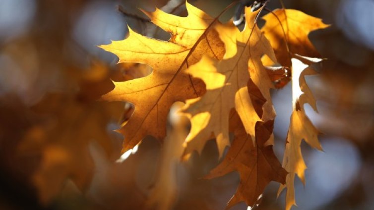 Жълт код за бурен вятър, температурите &ndash; до 14 градуса