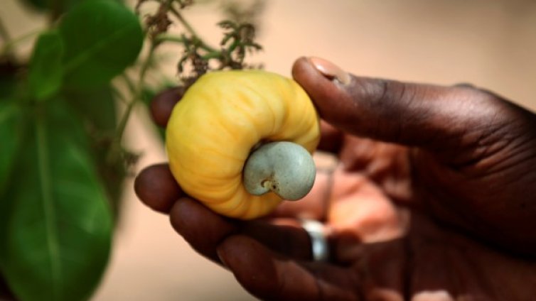 Кашуто на пазара поскъпва здраво, във Виетнам е суша