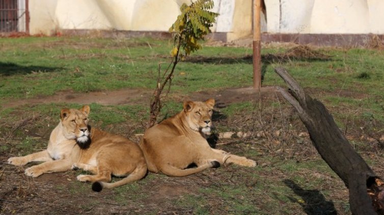 Софийският зоопарк &ndash; джунгла за едни ?9 млн.
