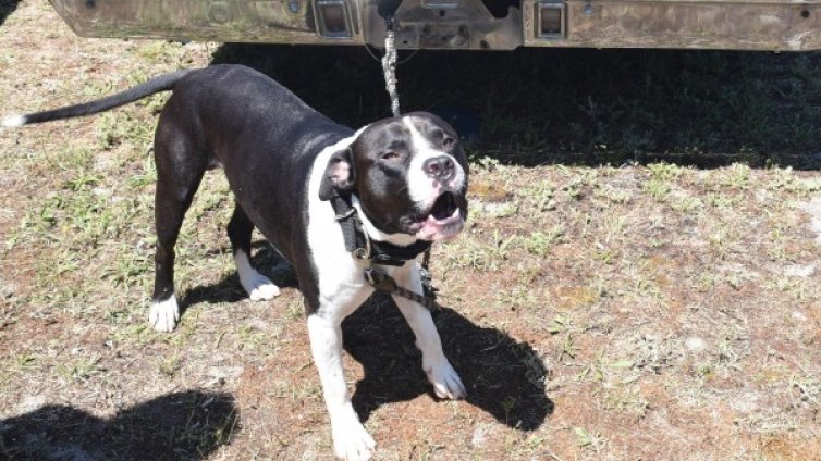 Собственик на отнети бойни питбули, си ги иска