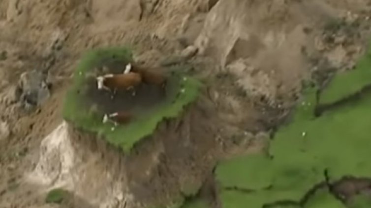 И крави – жертви на трусa в Нова Зеландия