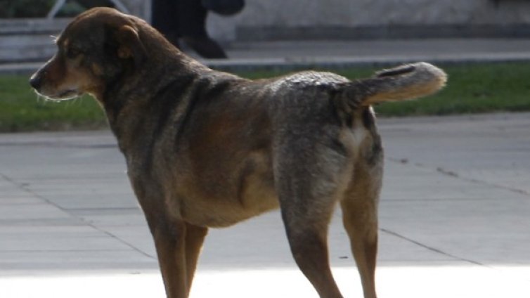 Жестокост: Съсед преби с лопата куче в Монтанско