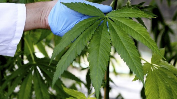 Мъж си направи наркобус &ndash; отглежда вътре марихуана